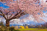 Sakura+Vancouver