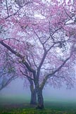Sakura in Mist