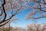 Sakura Sky
