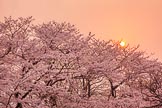 Sakura Sunset