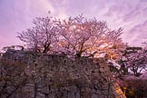 Sakura Sunset