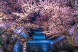 Night Sakura